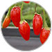 GOJI BESSEN EXTRACT